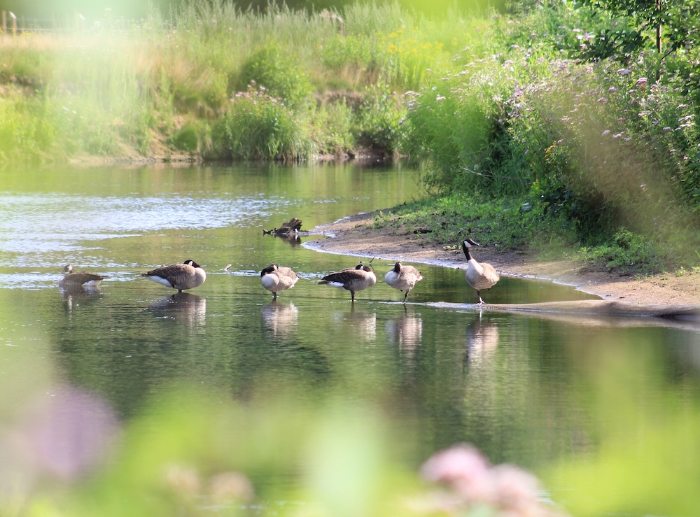 Einen an der Ems geführter Rundgang am Sonntag Spökenkieker Ihr